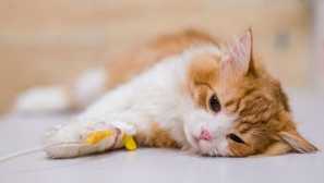 Ako doma správne dal katový subkutánny kvapkadlo